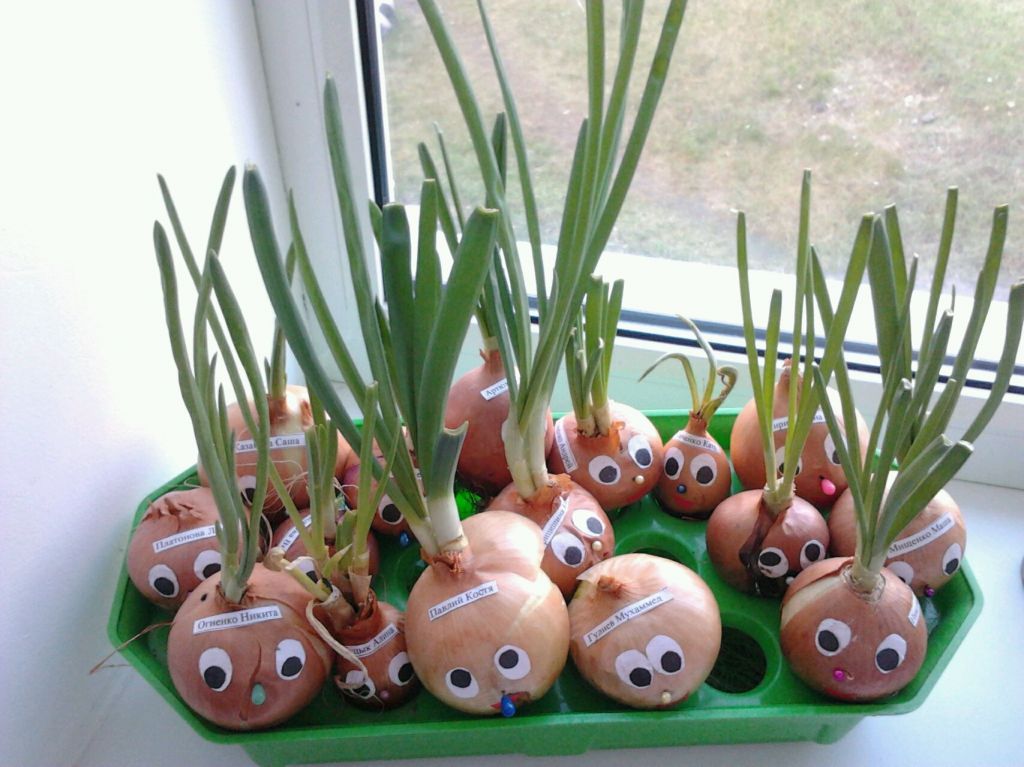 лук лучок.jpg